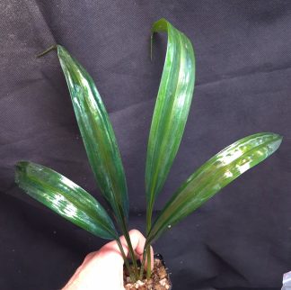 25-07-26 WYSIWYG ULTRA Mapania aff. caudata (wide form) - XL specimen (38 cm), very strong metallic iridescence