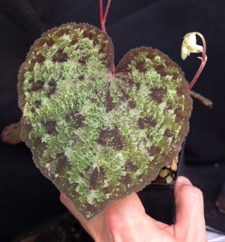 25-07-26 WYSIWYG Begonia sp. Kon Tum - new species, flowering specimen (12 cm leaf)