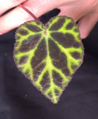 25-07-26 WYSIWYG Begonia sp. Son La - new species