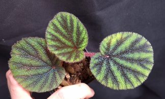 25-07-26 WYSIWYG Begonia versicolor - selected, slightly iridescent form