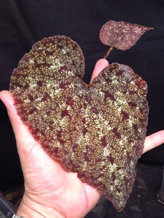 25-07-26 WYSIWYG ULTRA Begonia curtisii (Krabi) - XL selected specimen, 22 cm leaf!