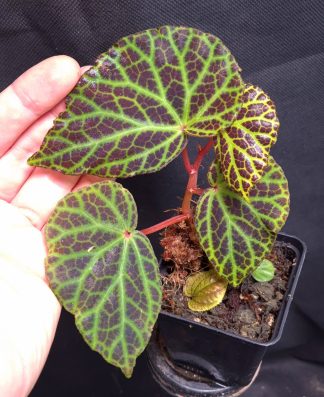 25-07-26 WYSIWYG Begonia sp. Silat - selected adult specimen