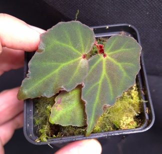 25-07-26 WYSIWYG Begonia sp. Sumatra Blue - new iridescent species