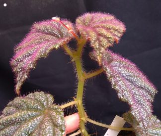25-07-26 WYSIWYG Begonia sp. Lahad Datu - very hairy species, flowering specimen, new release