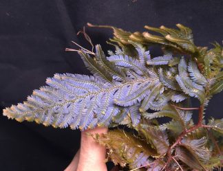 30-07-26 WYSIWYG Selaginella sp. Malaysia Purple - selected large specimen