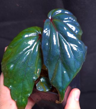 30-07-26 WYSIWYG Begonia kapuashuluensis (= sp. Temuyuk) - selected flowering size specimen