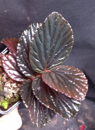 30-07-26 WYSIWYG Begonia inggitiae - metallic iridescent specimen, selected