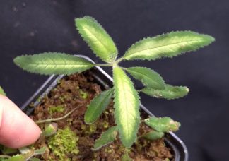 30-07-26 WYSIWYG unknown Gesneriad from Indonesia - new species