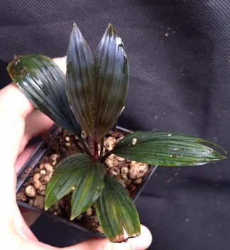 30-07-26 WYSIWYG Dicranopygium sp. Guna Yala -  very rare dwarf "palm" (Cyclanthaceae)