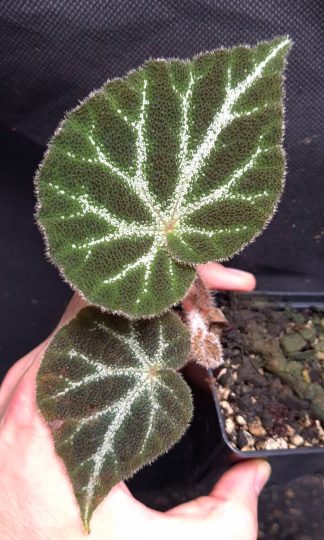 30-07-26 WYSIWYG Begonia sp. U665 - extremely rare species