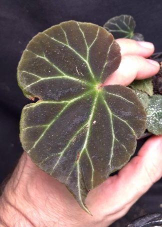30-07-26 WYSIWYG Begonia locbaosangii - new rare species