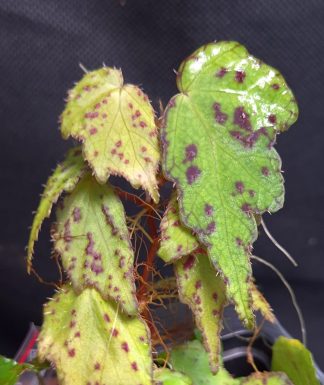 30-07-26 WYSIWYG Begonia sp. Sumatra Tiny Spiny - new small species
