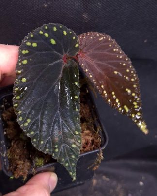 30-07-26 WYSIWYG Begonia aff. atricha (Kalimantan) - very dark leaves, slightly iridescent