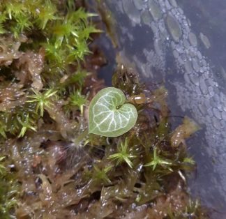 30-07-26 WYSIWYG Corybas sp. Sumatra #2 - iconic super-miniature orchid, new release