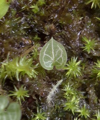30-07-26 WYSIWYG Corybas sp. Sumatra #1 - iconic super-miniature orchid, new release
