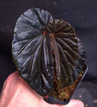 10-08-26 WYSIWYG Begonia sp. Black Blood - deeply dark, slightly iridescent specimen, rarity