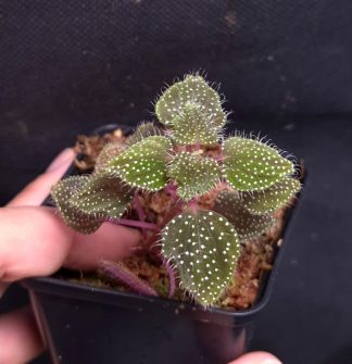 10-08-26 WYSIWYG Sarcopyramis sp. Hairy Creamy Dots - selected specimen
