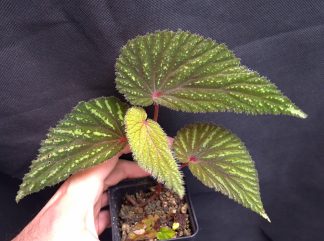 10-08-26 WYSIWYG Begonia sp. Jerawi - selected specimen