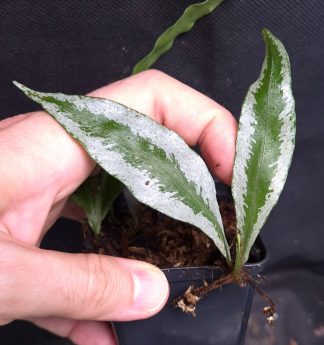 10-08-26 WYSIWYG Microsorum sp. Painted Leaves - new release