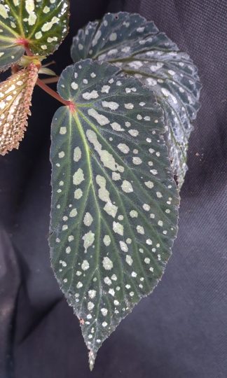 10-08-26 WYSIWYG Begonia sp. Hulu Kalis - iridescent species, selected large specimen