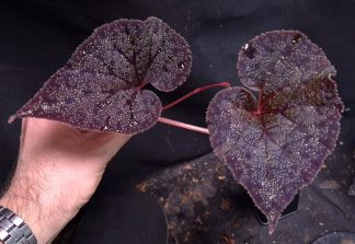10-08-26 WYSIWYG Begonia curtisii Deep Purple - special specimen