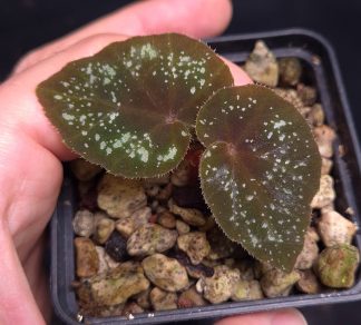 10-08-26 WYSIWYG Begonia curtisii (Phang-nga) - new release