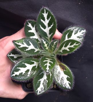 10-08-26 WYSIWYG Primulina aff. sinovietnamica (large form) - adult specimen