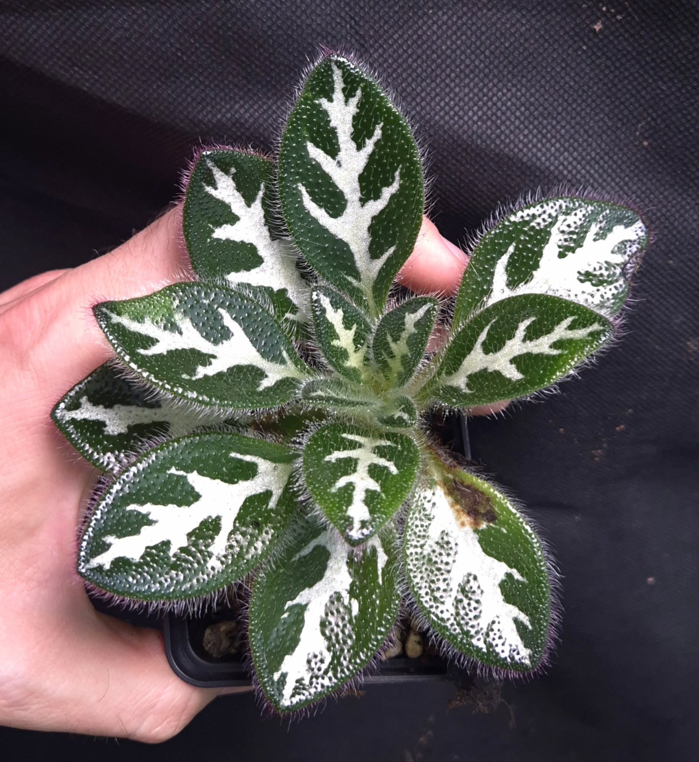 10-08-26 WYSIWYG Primulina aff. sinovietnamica (large form) - adult specimen