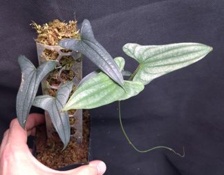 10-08-26 WYSIWYG Dioscorea sp. Jambi - very rare vine