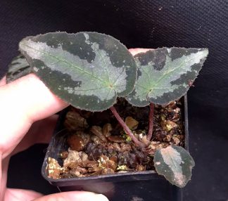 10-08-26 WYSIWYG Begonia wiformis (Bac Son) - new release