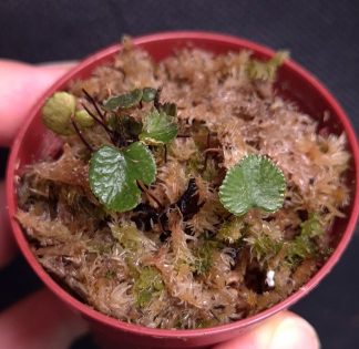 10-08-26 WYSIWYG Crepidomanes sp. Kapuas Hulu - tiny miniature fern, new species