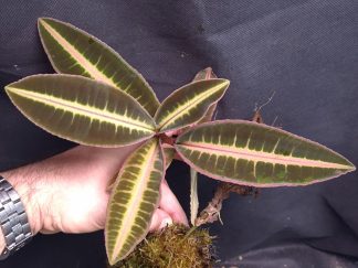10-08-26 WYSIWYG Emblemantha urnulata "semi-veinless fluo" - selected specimen