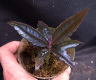 10-08-26 WYSIWYG Labisia sp. Metallic Blue - selected specimen
