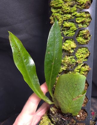 10-08-26 WYSIWYG Dendroconche linguiforme / annabellae - selected specimen