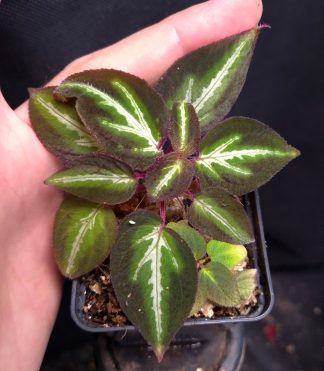 10-08-26 WYSIWYG Sonerila sp. Fluo - selected mature specimen