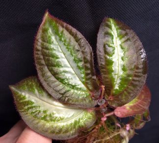 10-08-26 WYSIWYG Sonerila sp. Hulu Boyan - new release, new species