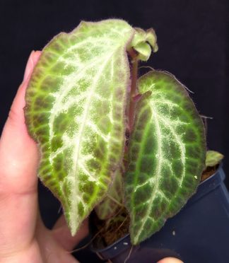 24-08-26 WYSIWYG Sonerila sp. Embaloh - extremely rare & new species, adult plant