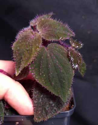24-08-26 WYSIWYG Sarcopyramis sp. Serimbu Giant - selected specimen