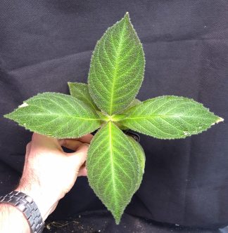 24-08-26 WYSIWYG Cyrtandra splendens - adult plant (Gesneriad)