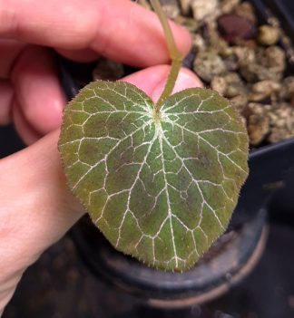 24-08-26 WYSIWYG Begonia fulgurata