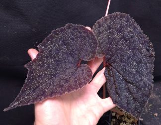 24-08-26 WYSIWYG Begonia curtisii Deep Purple - unique form, adult specimen