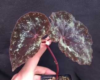 24-08-26 WYSIWYG Begonia curtisii "semi-Galaxy" - unique form, metallic turquoise-silver leaves