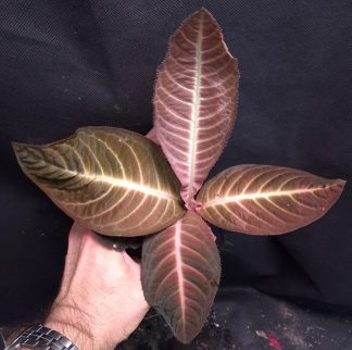 24-08-26 WYSIWYG Ardisia sp. Song Ma - adult specimen