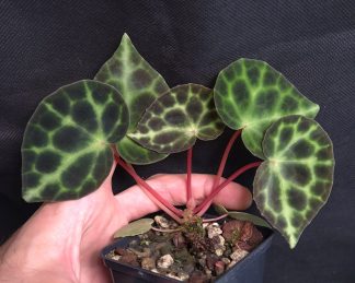 24-08-26 WYSIWYG Begonia tanjiewhoei (= sp. Trang) - selected adult plant