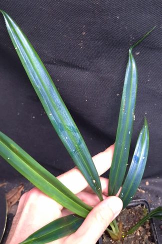 24-08-26 WYSIWYG Mapania caudata wide-leaf form - extremely rare & iridescent species