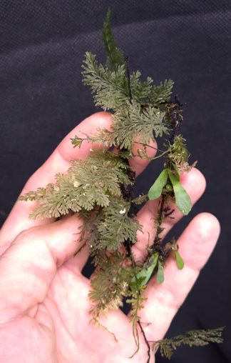 24-08-26 WYSIWYG vining fern from Kalimantan + bonus small ferns - unique set