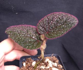 24-08-26 WYSIWYG Begonia baik - new release