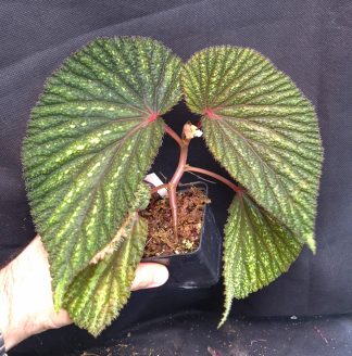 5-09-26 WYSIWYG Begonia sp. Jerawi - XL flagship specimen