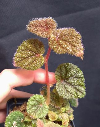 5-09-26 WYSIWYG Begonia aff. baik (mini-type) - new release