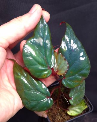 5-09-26 WYSIWYG Begonia kapuashuluensis (= sp. Temuyuk) - extremely iridescent species, large specimen